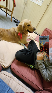 Ein Hund mit blonden Haaren, liegt auf einer Couch und ein Kind daneben liest ein Buch.